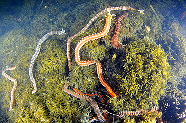 Cluster of sea cucumbers (Ophiodesoma spectabilis), Kaneohe Bay, Oahu, Hawaii, United States of America, Pacific