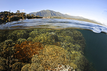 Split image of hard coral formations near the coast and the Koolau mountains in the background, Kaneohe Bay, Oahu, Hawaii, United States of America, Pacific