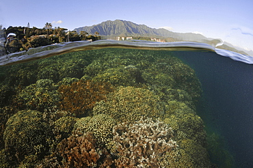 Split image of hard coral formations near the coast and the Koolau mountains in the background, Kaneohe Bay, Oahu, Hawaii, United States of America, Pacific