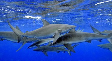 Galapagos sharks (Carcharhinus galapagensis), North Shore, Hawaii, United States of America, Pacific