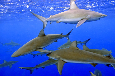 Galapagos sharks (Carcharhinus galapagensis), North Shore, Hawaii, United States of America, Pacific