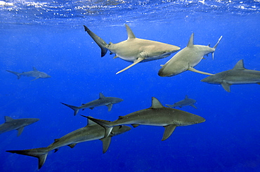 Galapagos sharks (Carcharhinus galapagensis), North Shore, Hawaii, United States of America, Pacific