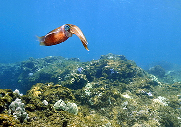 Oval squid (Sepioteuthis lessoniana), Three Tables, North Shore, Hawaii, United States of America, Pacific