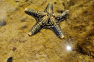 Sheriff-badge star (Asteropsis carinifera), Koolina, West Oahu, Hawaii, United States of America, Pacific