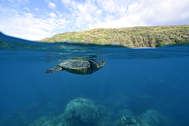 Green Sea Turtle (Chelonia mydas) approaches the surface before taking next breath, Hanauma Bay, Oahu, Hawaii, United States of America, Pacific