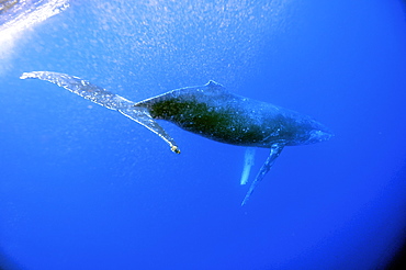 Young humpback whale (Megaptera novaeangliae) underwater, Pacific Ocean, Pacific