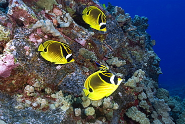 Racoon butterflyfish (Chaetodon lunula), Kailua-Kona, Hawaii, United States of America, Pacific