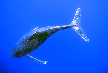 Young humpback whale (Megaptera novaeangliae) underwater, Pacific Ocean, Pacific