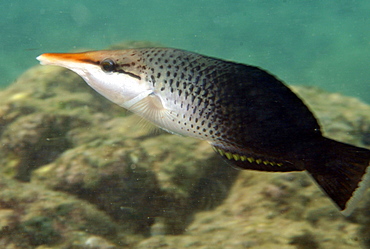 Bird wrasse (Gomphosus varius), Hanauma Bay, Honolulu, Hawaii, United States of America, Pacific