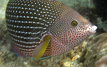 Pearl wrasse (Anampses cuvier), Hanauma Bay, Honolulu, Hawaii, United States of America, Pacific