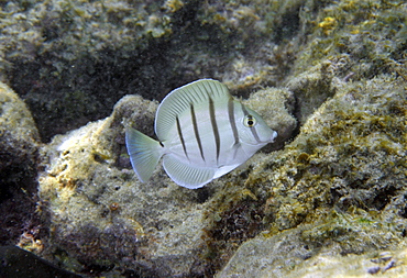 Juvenile convict tangs (manini) (Acanthurus triostegus), Hanauma Bay, Oahu, Hawaii, United States of America, Pacific