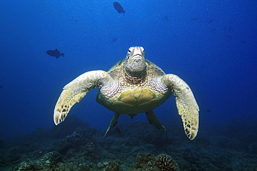 Green Sea Turtle (Chelonia mydas), Honolulu, Hawaii, United States of America, Pacific