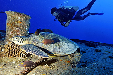 Scuba diver observes resting green sea turtle (Chelonia mydas) at the bow of the YO-257 shipwreck, Waikiki, Oahu,  Hawaii, United States of America, Pacific