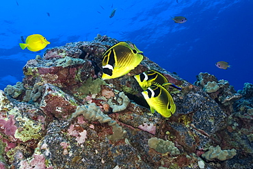 Racoon butterflyfish (Chaetodon lunula), Kailua-Kona, Hawaii, United States of America, Pacific