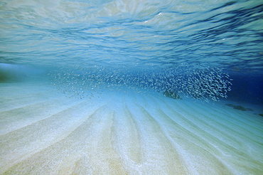 Minnows swim just below the surface in the shallow waters of Waimea Bay, North Shore, Oahu, Hawaii, United States of America, North America