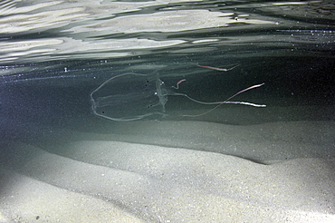 Hawaiian box jellyfish (Carybdea alata), Waikiki, Oahu, Hawaii, United States of America, Pacific