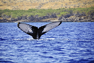 Humpback whale (Megaptera novaeangliae) tail, Waimea-Kohala, Big Island, Hawaii, United States of America, Pacific