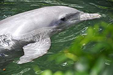 Bottlenose dolphin (Tursiops truncatus), Oahu, Hawaii, United States of America, Pacific