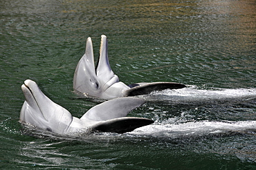 Pair of bottlenose dolphins (Tursiops truncatus), Oahu, Hawaii, United States of America, Pacific