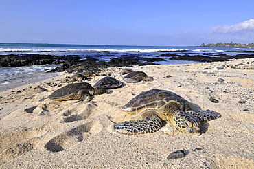 Green sea turtles (Chelonia mydas) resting on the beach, Kona, Big Island, Hawaii, United States of America, Pacific