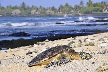 Green sea turtles (Chelonia mydas) resting on the beach, Kona, Big Island, Hawaii, United States of America, Pacific