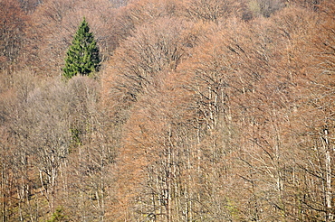 Green tree among dried trees, Plitvice Jezera National Park, UNESCO World Heritage Site, Croatia, Europe