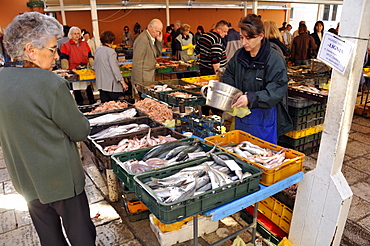 People shop for fresh seafood, including fish and scampi, at the local morning fish market (Peskarija), Split, Croatia, Europe