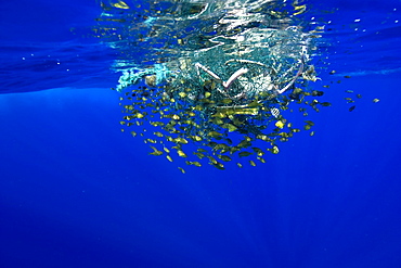 Freckled driftfish (Psenes cyanophrys) next to drifting net in open ocean, Kailua-Kona, Big Island, Hawaii, United States of America, Pacific