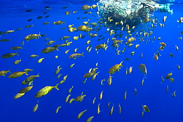 Freckled driftfish (Psenes cyanophrys) next to drifting net in open ocean, Kailua-Kona, Big Island, Hawaii, United States of America, Pacific