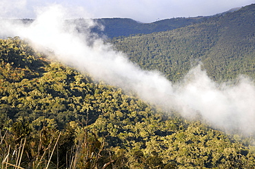 Araucaria forest and clouds, Sao Joaquim National Park, Morro da Pedra Furada highlands, Santa Catarina, Brazil, South America