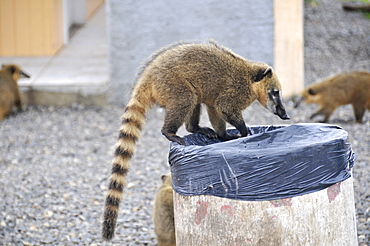 Wild coatis (Nasua nasua) attracted by human trash and development along the roads, Santa Catarina, Brazil, South America