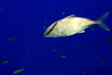 Almaco jack (Kona kampachi) (Seriola rivoliana) offshore near Kailua-Kona, Hawaii, United States of America, North America