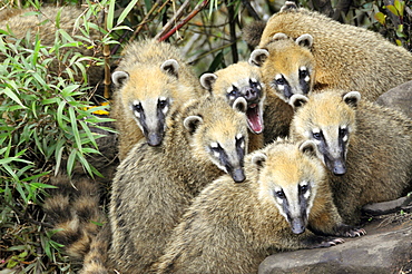 Group of wild coatis (Nasua nasua), Santa Catarina, Brazil, South America