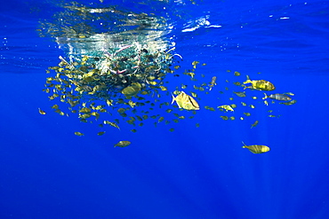 Freckled driftfish (Psenes cyanophrys) next to drifting net in open ocean, Kailua-Kona, Big Island, Hawaii, United States of America, Pacific