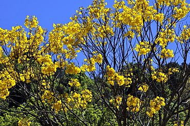 Flowering Trumpet tree (yellow ipe) (Tabebuia chrysotricha), Brazil's symbolic tree, Gramado, Rio Grande do Sul, Brazil, South America