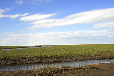 Open grassland, Wetland conservation area, Parque Nacional da Lagoa do Peixe, Mostardas, Rio Grande do Sul, Brazil, South America