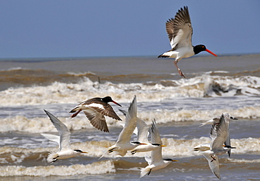 Seabirds flying at Wetland conservation area, Parque Nacional da Lagoa do Peixe, Mostardas, Rio Grande do Sul, Brazil, South America