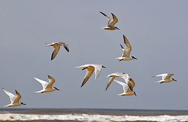 Seabirds flying at Wetland conservation area, Parque Nacional da Lagoa do Peixe, Mostardas, Rio Grande do Sul, Brazil, South America