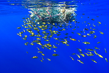 Freckled driftfish (Psenes cyanophrys) next to drifting net in open ocean, Kailua-Kona, Big Island, Hawaii, United States of America, Pacific