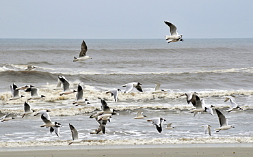 Brown-hooded gulls (Chroicocephalus maculipennis) flying, Parque Nacional da Lagoa do Peixe, Mostardas, Rio Grande do Sul, Brazil, South America