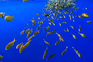 Freckled driftfish (Psenes cyanophrys) next to drifting net in open ocean, Kailua-Kona, Big Island, Hawaii, United States of America, Pacific