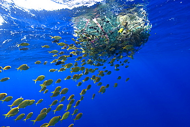 Freckled driftfish (Psenes cyanophrys) next to drifting net in open ocean, Kailua-Kona, Big Island, Hawaii, United States of America, Pacific