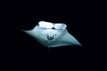 Manta ray (Manta birostris) feeding at night, Kailua-Kona, Big Island, Hawaii, United States of America, Pacific