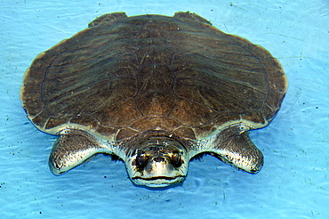 Olive Ridley Turtle (Lepidochelys olivacea), Projeto Tamar, Florianopolis, Santa Catarina, Brazil, South America