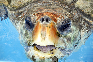 Green Sea Turtle (Chelonia mydas), Projeto Tamar, Florianopolis, Santa Catarina, Brazil, South America