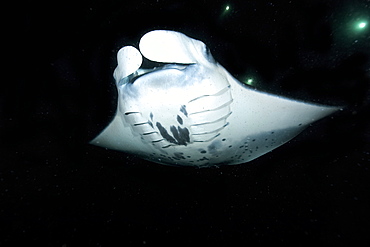 Manta ray (Manta birostris) feeding at night, Kailua-Kona, Big Island, Hawaii, United States of America, Pacific