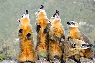 Wild coatis (Nasua nasua) pose for photos as they wait for food from tourists at the top of Serra do Rio do Rastro, Santa Catarina, Brazil, South America