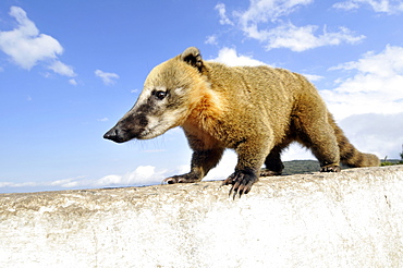 Wild coati (Nasua nasua), Santa Catarina, Brazil, South America