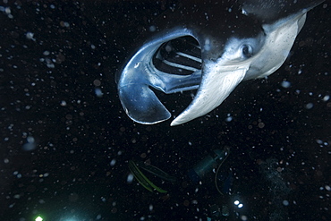 Manta ray (Manta birostris) feeding at night, Kailua-Kona, Big Island, Hawaii, United States of America, Pacific