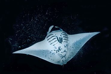 Manta ray (Manta birostris) feeding at night, Kailua-Kona, Big Island, Hawaii, United States of America, Pacific